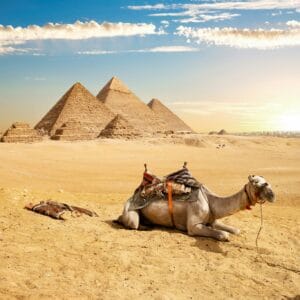 Camel and Pyramids