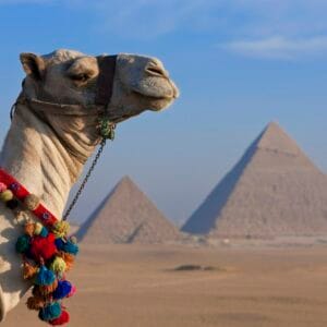 Camel in the desert with three pyramids in the Giza pyramid complex